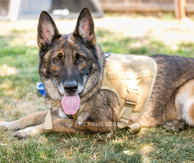 Adjustable Military Tactical Dog Harness