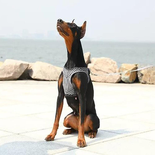 Air Fly Dog Harness