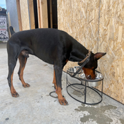 Bone Raised Double Dog Bowl