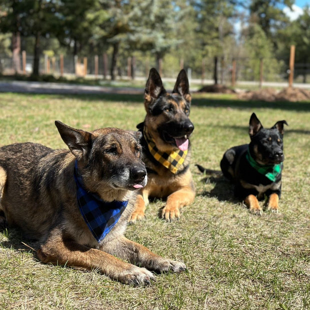 Dog bandanas - Large (set of 4)