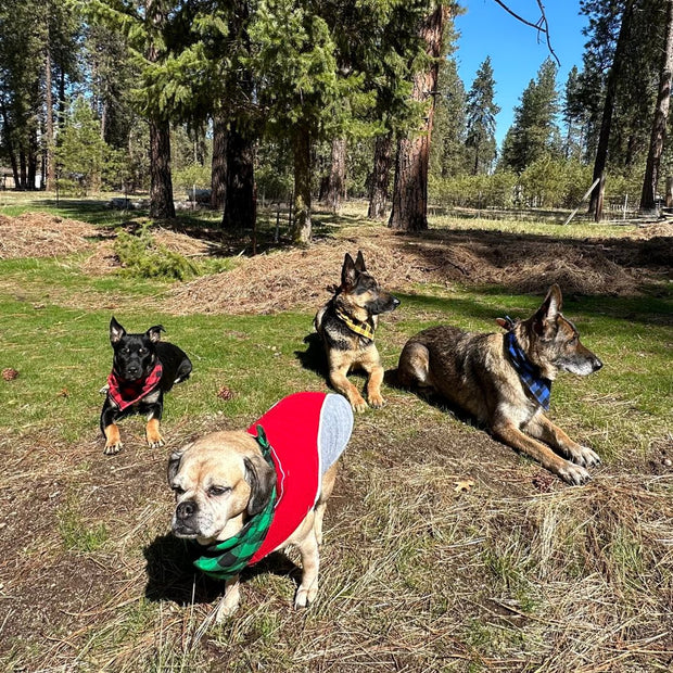 Dog bandanas - Large (set of 4)