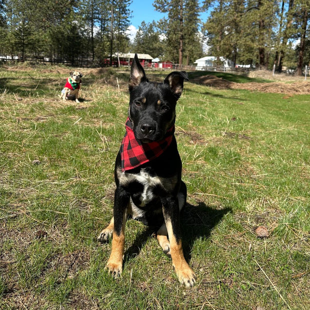 Dog bandanas - Large (set of 4)