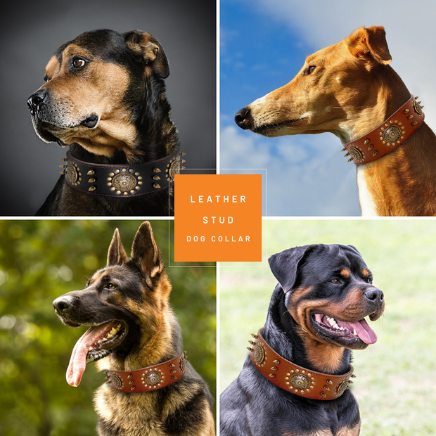 Leather Stud Dog Collar