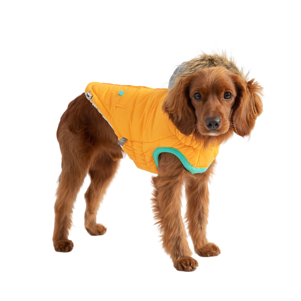 dog apparelsDog outfit, dog apparels, dog clothes, pet apparels, dog costume