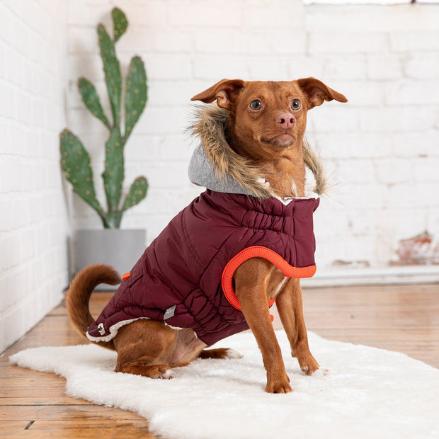 dog apparelsDog outfit, dog apparels, dog clothes, pet apparels, dog costume