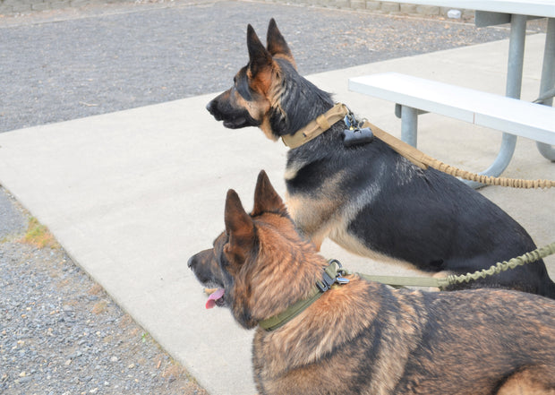 Tactical Dog Collar & Leash