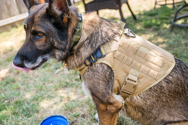 Tactical Dog Harness, Collar, and Leash Set