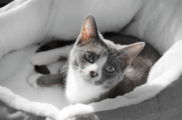 cat bed sleeping bag