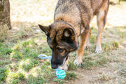 3 Pack Squeaky Dog Toothbrush Toys