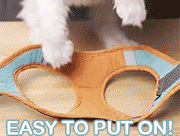 Adjustable Cat Harness and Leash Set 