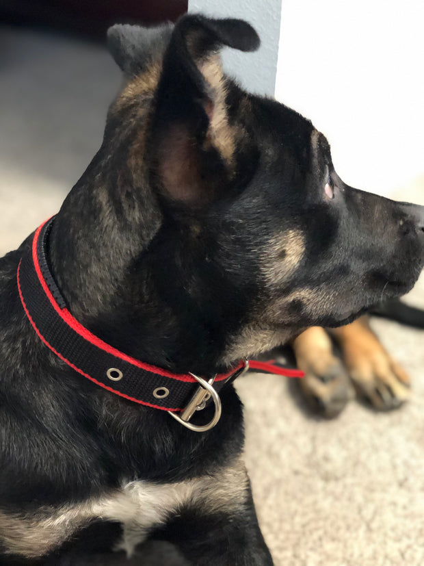 Durable Dog Collar - Red/Black