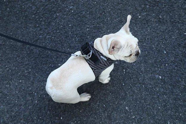 Air Fly Dog Harness