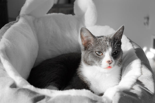 Cat Bed Sleeping Bag