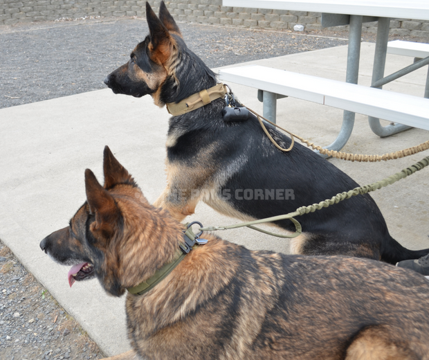 Tactical Dog Collar